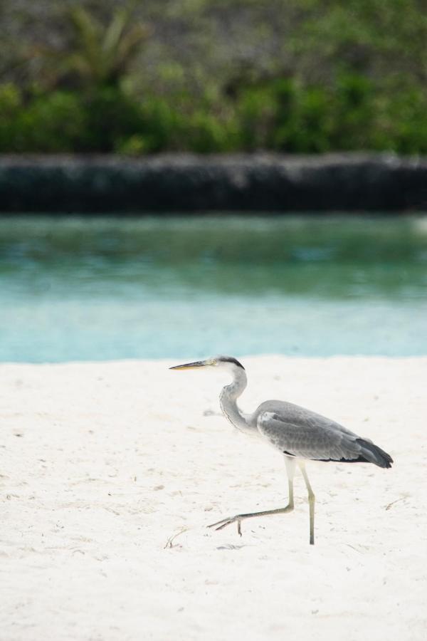 Coral Heaven Sunset View INN Guraidhoo  Exterior foto